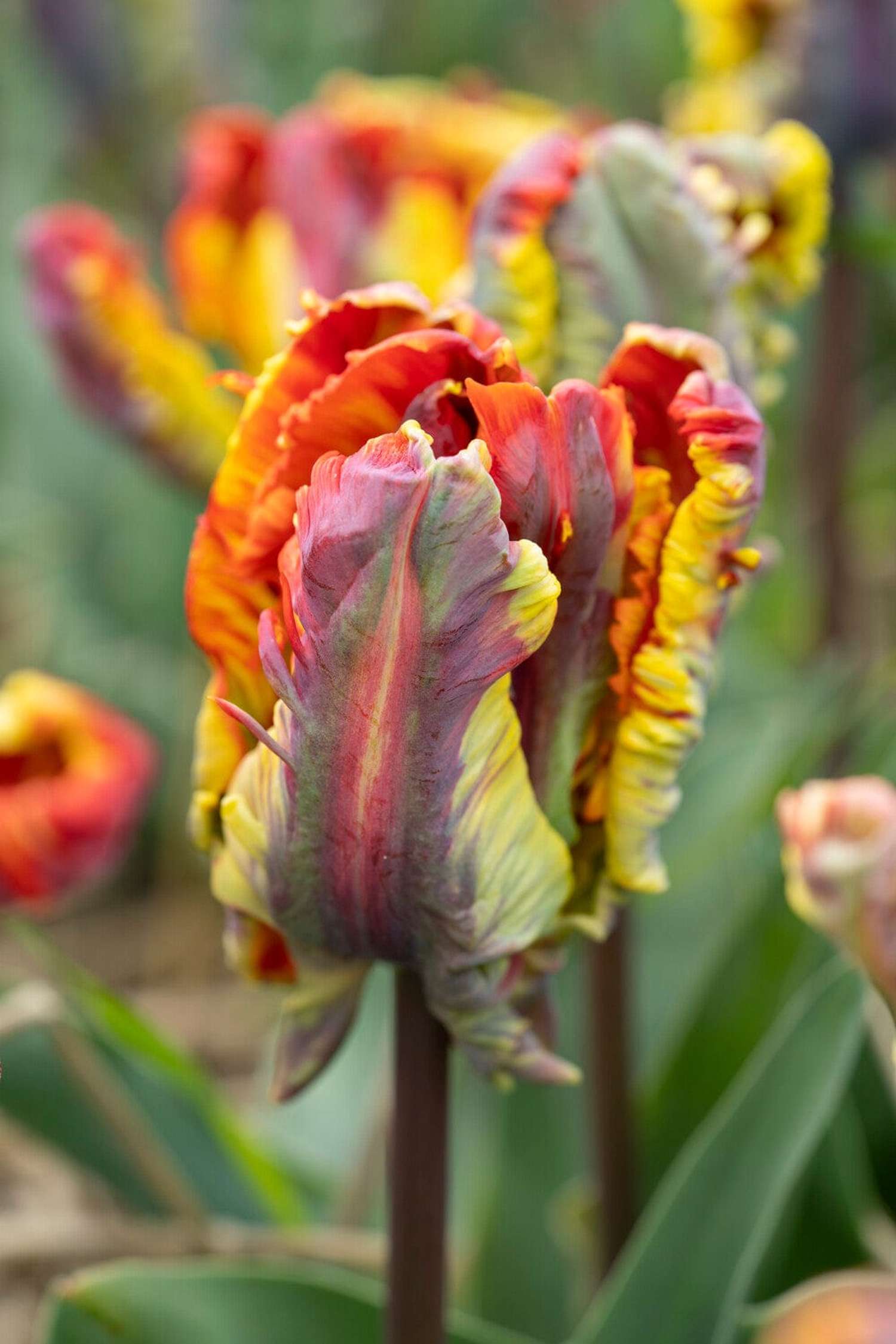 Tulppaani 'Rasta Parrot'